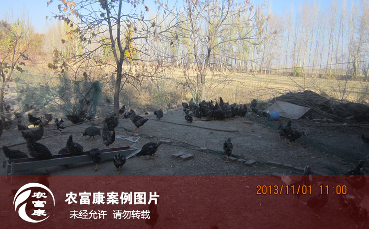 農富康養(yǎng)雞發(fā)酵床