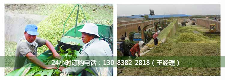 玉米秸稈青貯發(fā)酵劑 玉米秸稈青貯發(fā)酵劑