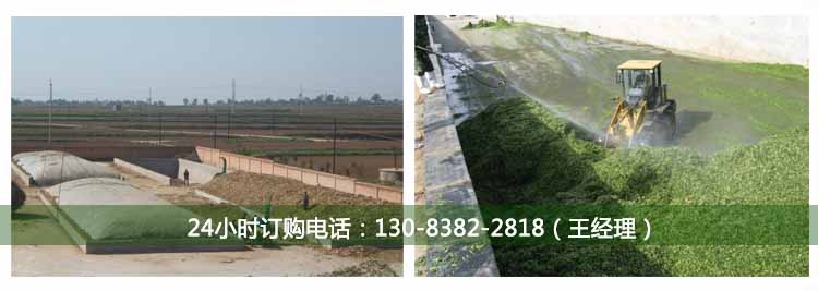玉米秸稈黃儲發(fā)酵劑 玉米秸稈黃儲發(fā)酵劑