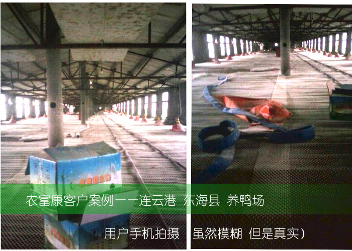 農(nóng)富康東?？h養(yǎng)鴨用戶(hù)使用養(yǎng)殖菌液案例