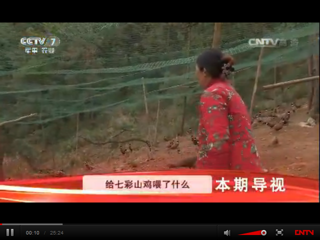 給七彩山雞喂了什么東西，能讓它們的羽毛格外鮮明亮麗？